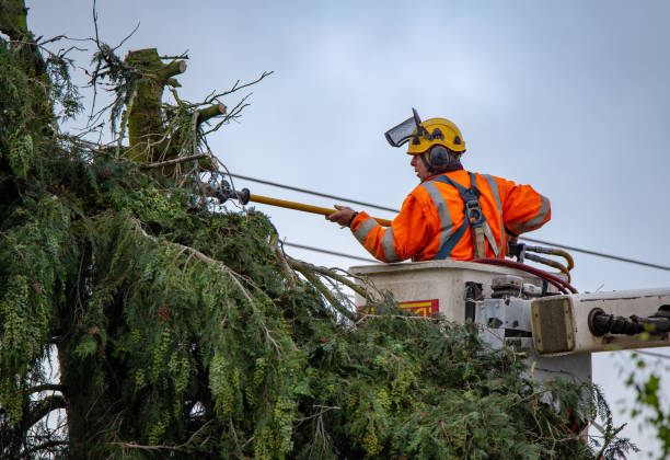 Best Storm Damage Tree Cleanup  in Fredonia, WI