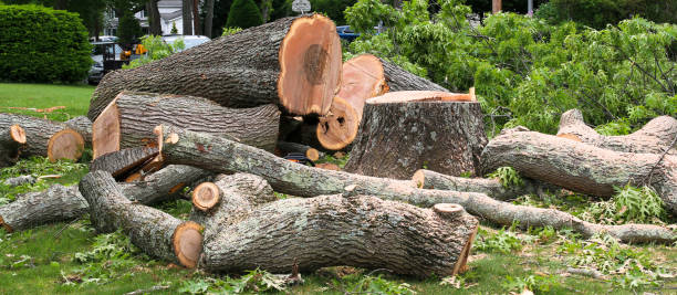 Best Tree Risk Assessment  in Fredonia, WI