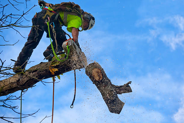 Tree and Shrub Care in Fredonia, WI