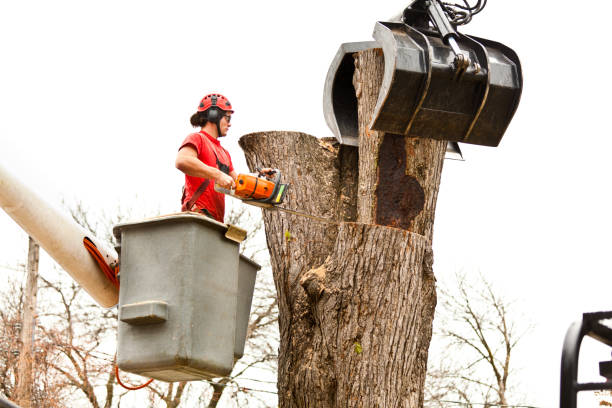 How Our Tree Care Process Works  in  Fredonia, WI